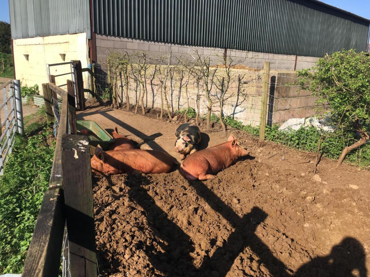 Woodcock Farm Διαμέρισμα Μπρίστολ Εξωτερικό φωτογραφία