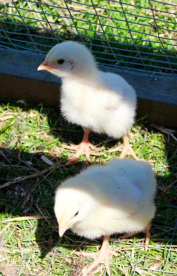 Woodcock Farm Διαμέρισμα Μπρίστολ Εξωτερικό φωτογραφία
