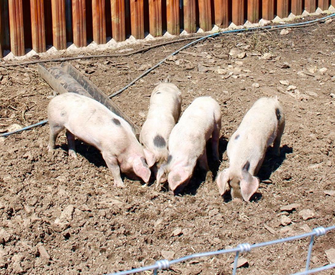 Woodcock Farm Διαμέρισμα Μπρίστολ Εξωτερικό φωτογραφία